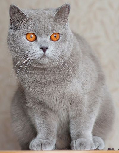 Продойотся девочка британочка 11 месячная