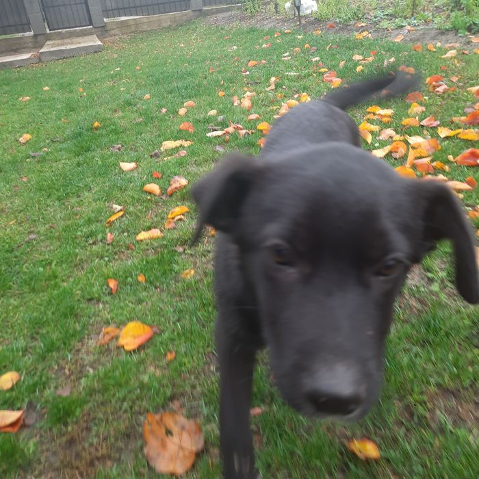 Cățeluș spre adopție