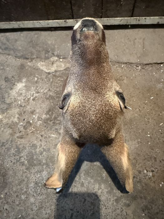 Продавам препарирана сърна