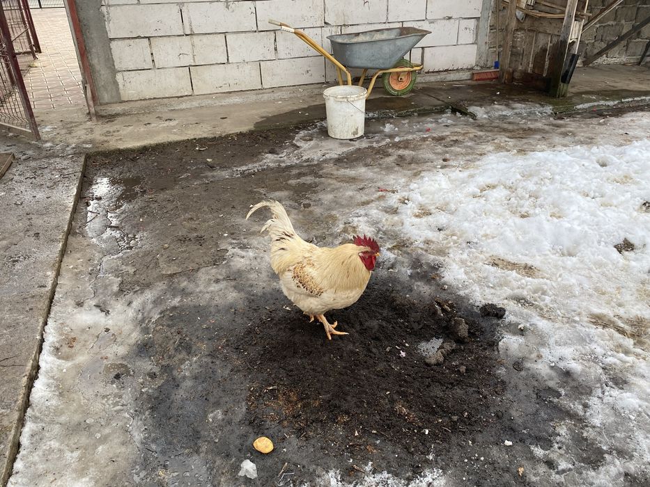 Cocosi albi  romanesti 1 an