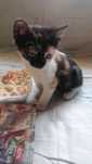 Se oferă spre adopție pui de pisici