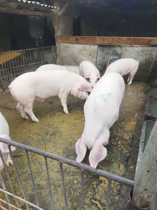 Продавам прасета от 100-120 кг.област Пловдив.Цена по договаряне.