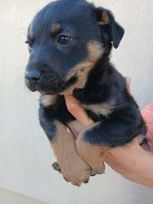 Donez catelusi de talie mica