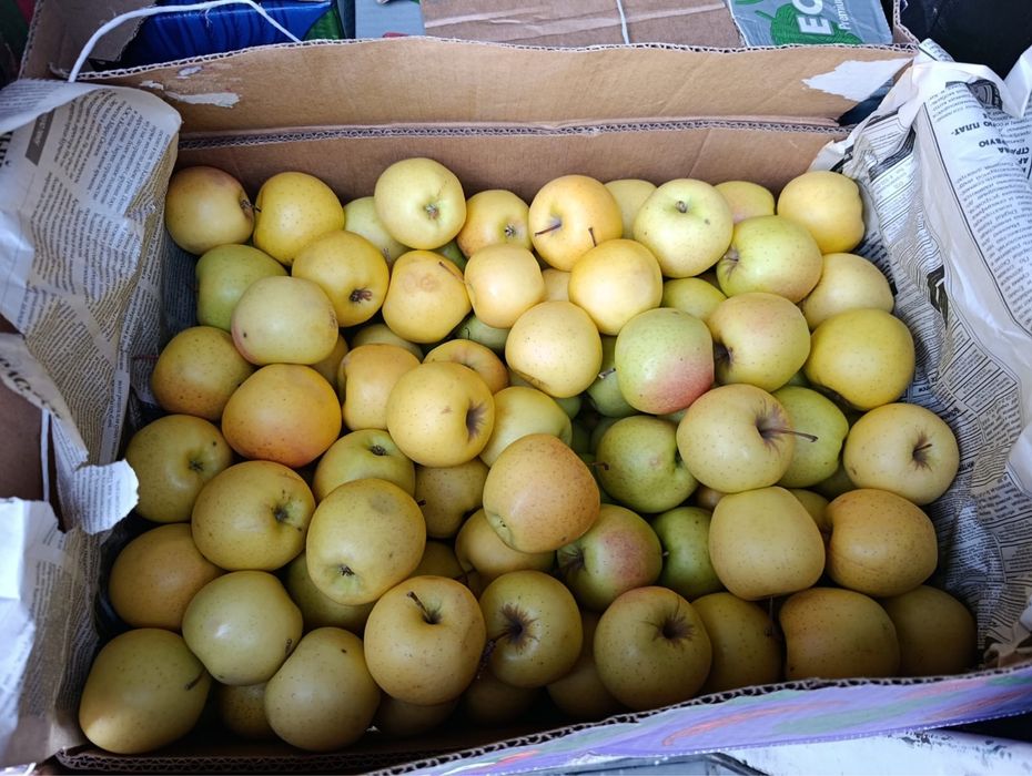 Яблоки золотой превосход и американка оптом