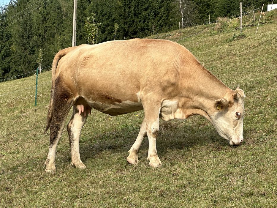 Vacă balțată românească