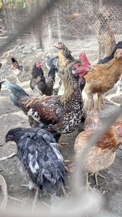 Петухи/xuroz sotiladi otasi Brama onasi mestniy