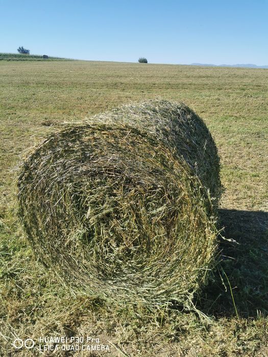 Baloți lucernă calitate coasa 3