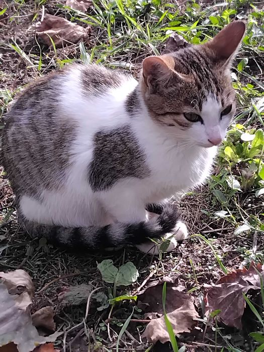 Подарявам малки котета