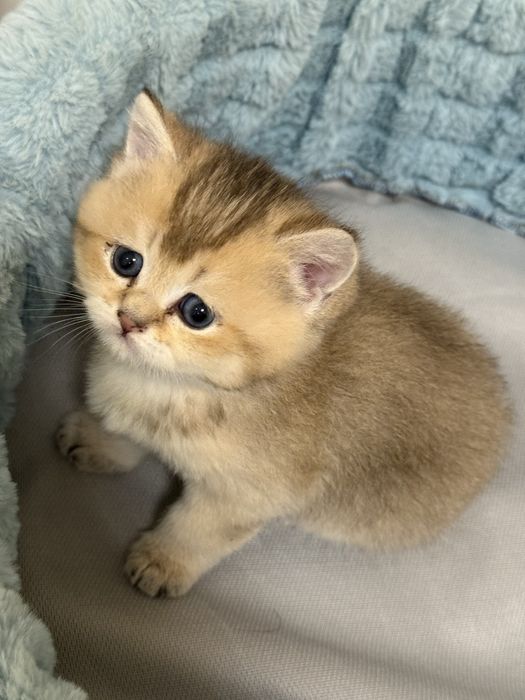 Скотш страйт 2 ойлик