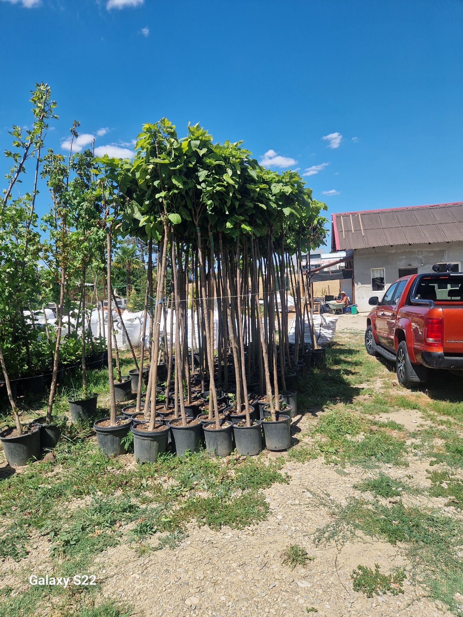 Catalpa  globular  plante decorative