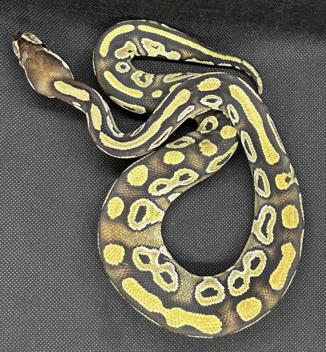 Кралски питон Mojave