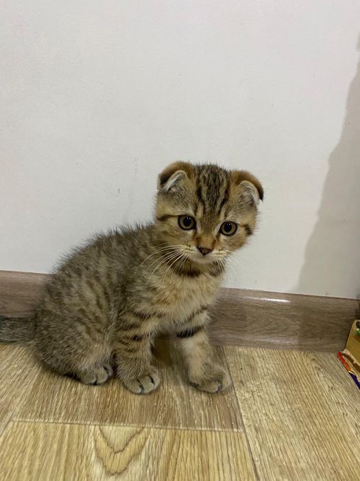 котенок 4 месяца