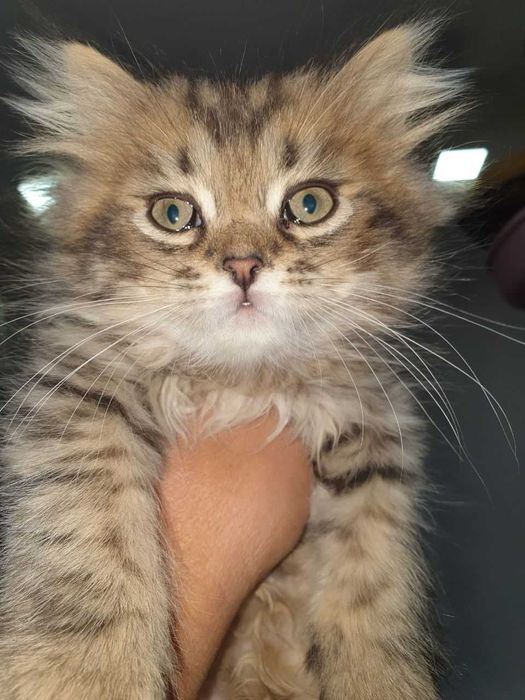 Котята  на продажу