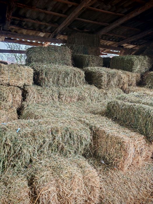 Baloti lucernă si Fân