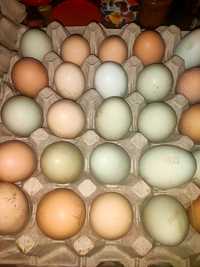 Oua de găina  de vânzare
