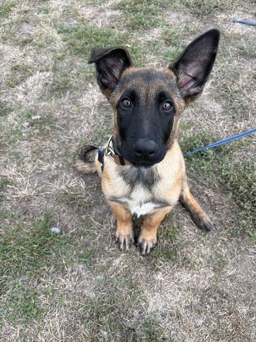 Mascul Malinois cu Pedigree FCI