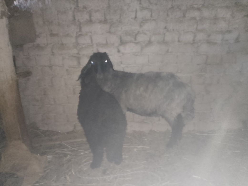 Ena bola qo'y, Arabi, Yangibozor tumani