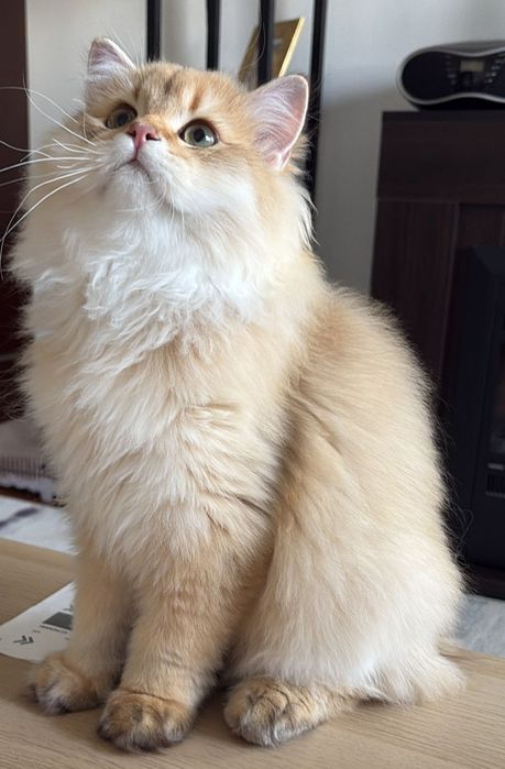 British longhair