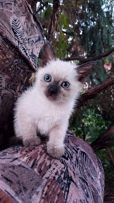 Pui pisica siameza