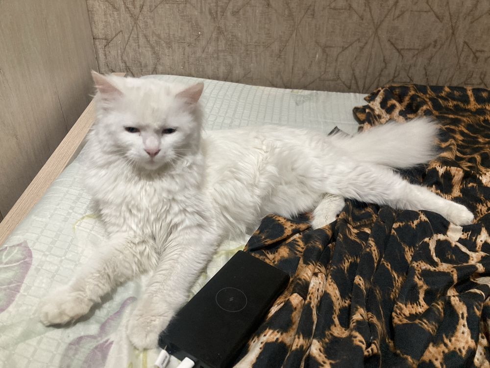 Turkish angora 4oylik Fargonadan qizbola