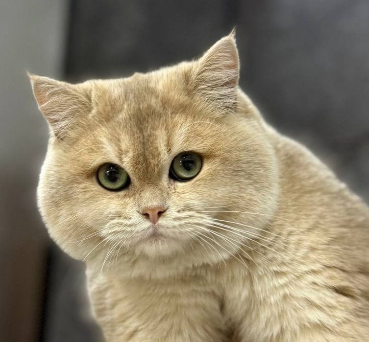 Продается британский кот BRI ay11