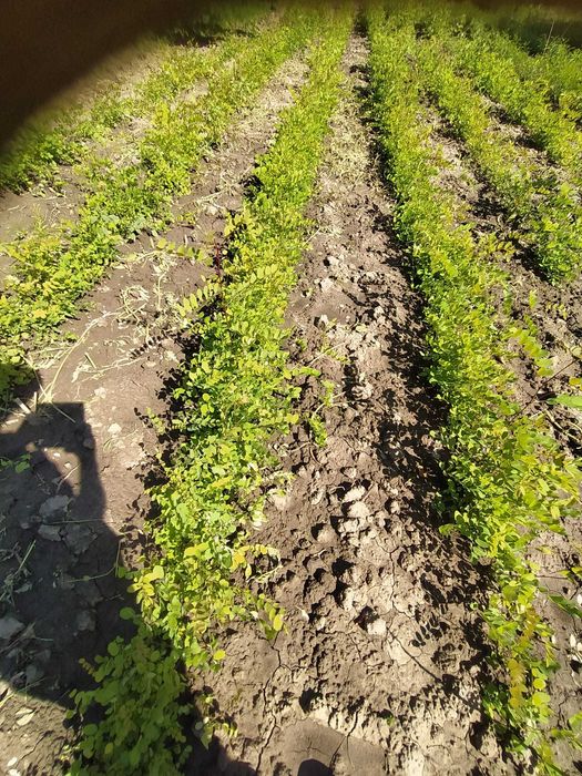 Puieți salcâm anul 1