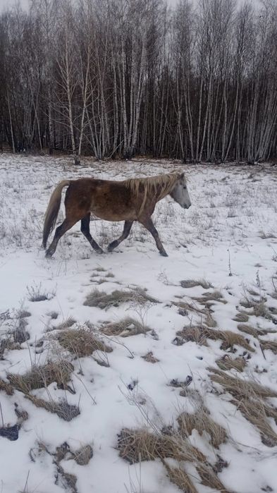 Семіз бие сатылады