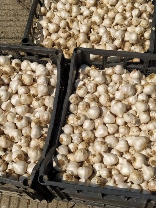 Продавам летен чесън