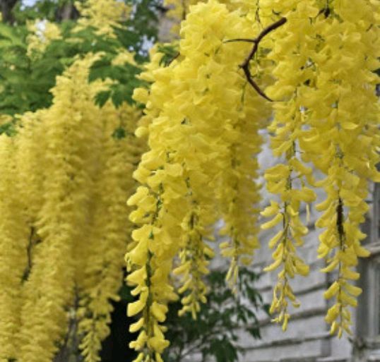 Wisteria (Glicina La Ghiveci) Diferite Culori