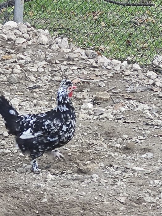 Фазани,токачки,японки,мускусни неми патици