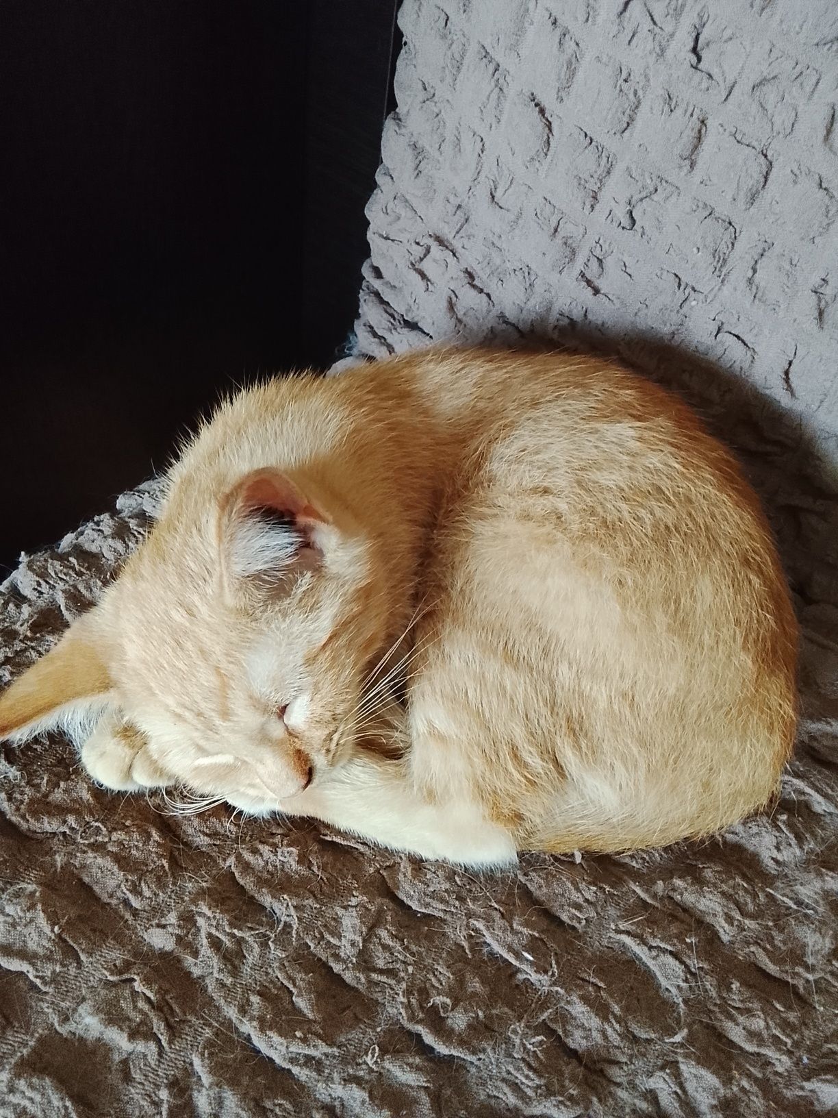 Котята рыжие красивые