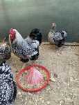 Wiandotte familie
