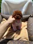 Poodle toy pudel