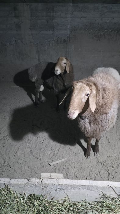 Зотга кучкой, тирик вазни 120 кг