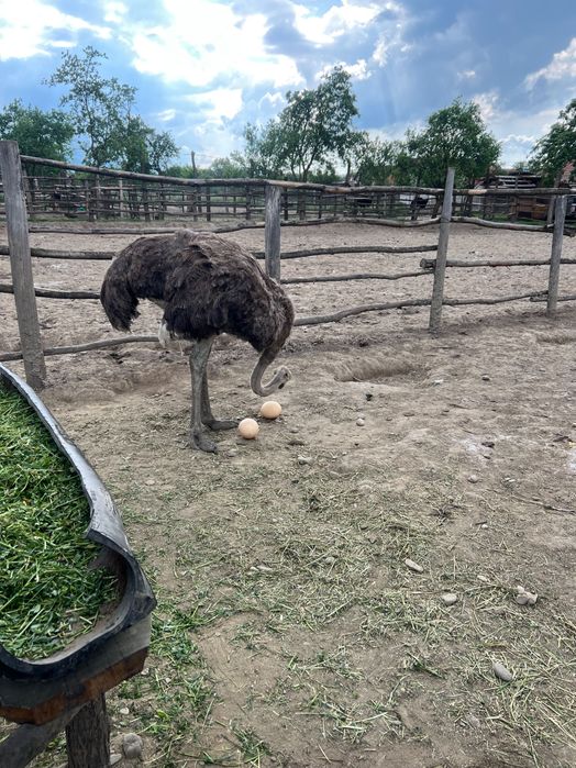 Struti reproducatori