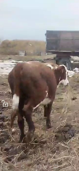 Продам бычков на откорм.