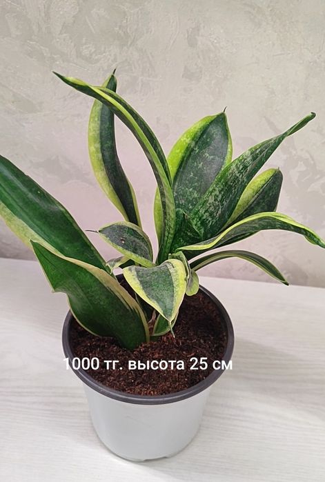 Сансиверсия,сеткриазия, каллизия розовая пантера