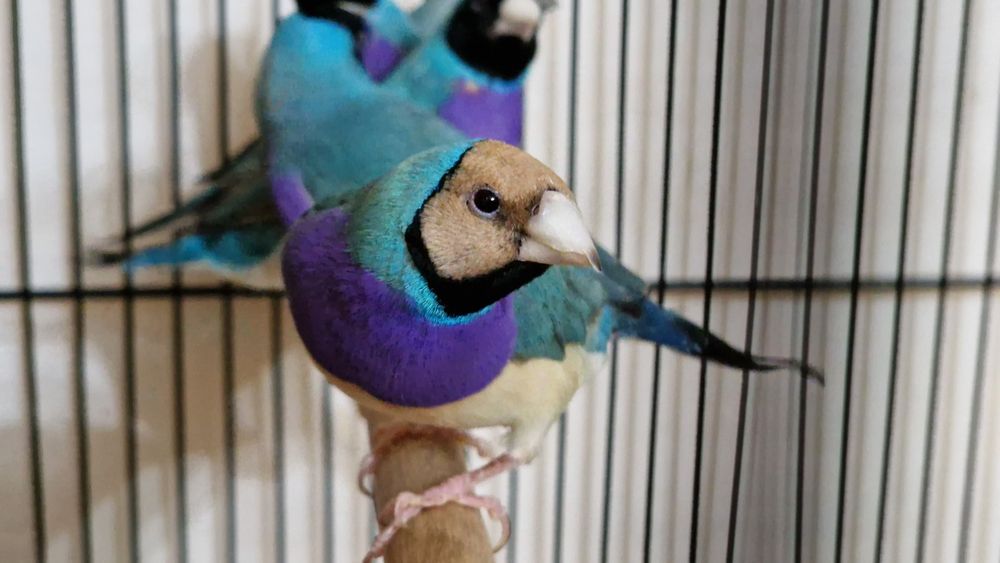 Гулдови амадини!!!