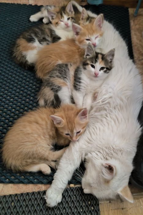 Котята в дар Алматы