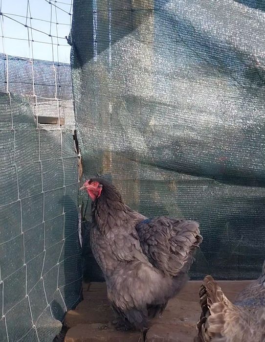 Яйца инкубационные