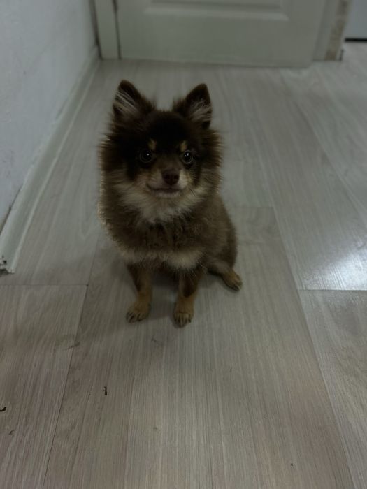 Отдам собаку Шпица