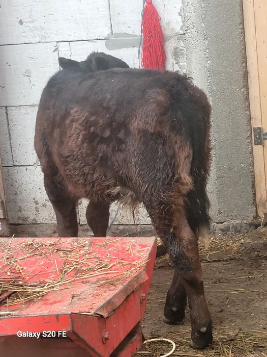 Tauras angus 4 luni bun de ținut frumos mâncăcios