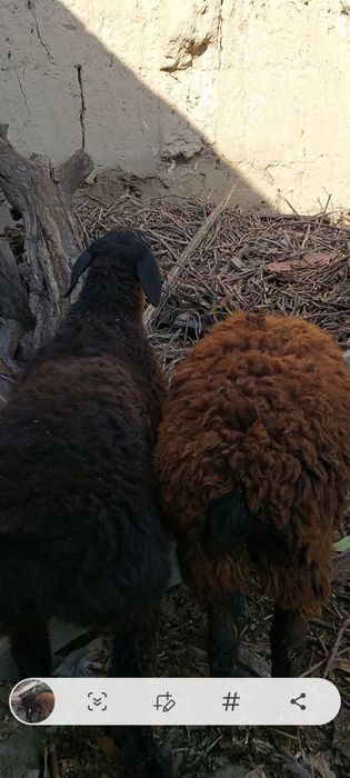 Bugoz quylar sotiladi