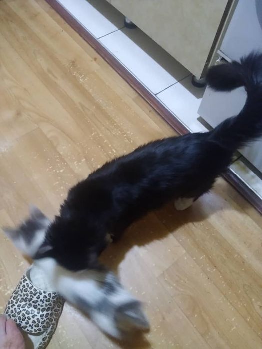 Котята в самые любящие руки