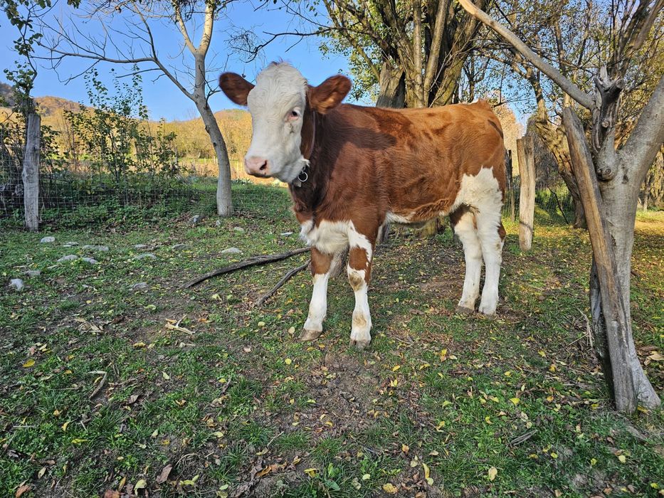 Vand vitea baltata romaneasca