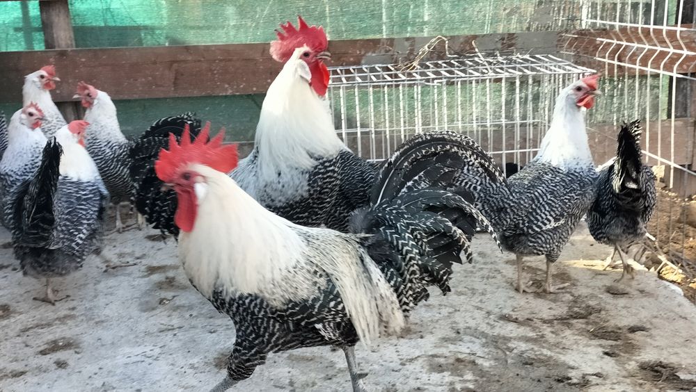 Vând cocoși din rasa Brakel Argintiu..