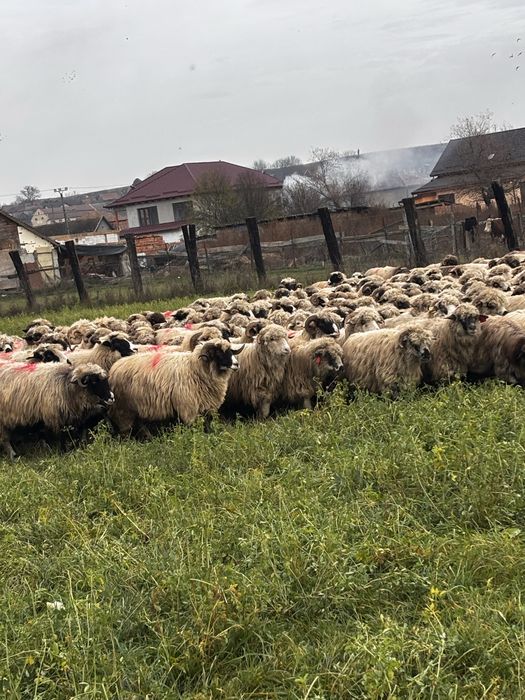 Anunti oi de vanzare