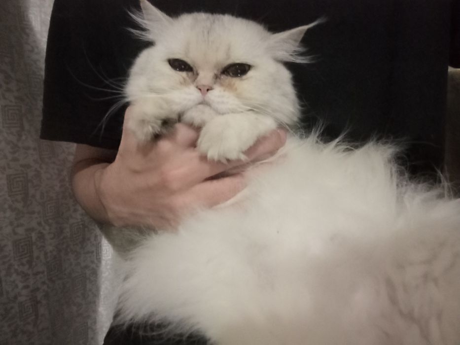 срочно в добрые руки продам свою скоттиш страйт шиншилла