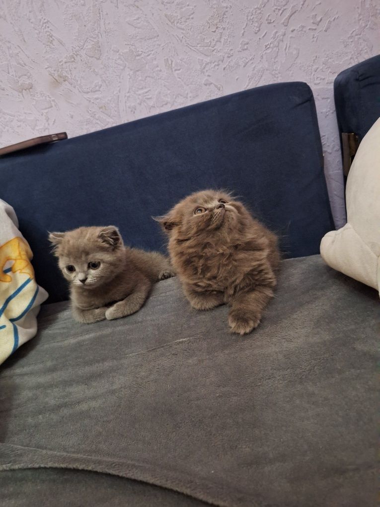 Шотландский котенок