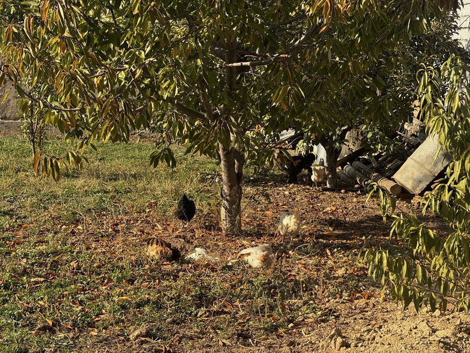 14 ta tovuq 1 ta xuroz sotiladi tovula tuxumda hammasi